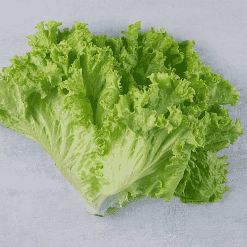 Fresh Crisp Lettuce – Organic, Nutrient-Packed & Refreshing Green